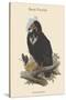 Octogyps Calvus - Black Vulture-John Gould-Stretched Canvas