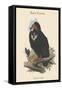 Octogyps Calvus - Black Vulture-John Gould-Framed Stretched Canvas