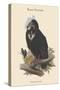 Octogyps Calvus - Black Vulture-John Gould-Stretched Canvas