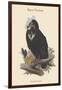 Octogyps Calvus - Black Vulture-John Gould-Framed Art Print