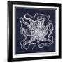 Octopi I-Gwendolyn Babbitt-Framed Art Print