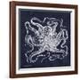 Octopi I-Gwendolyn Babbitt-Framed Art Print