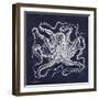 Octopi I-Gwendolyn Babbitt-Framed Art Print