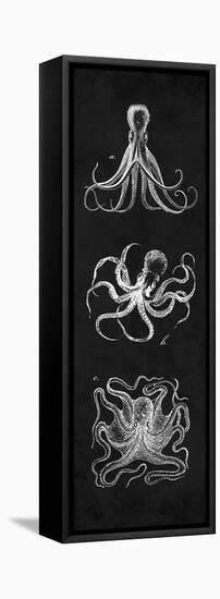 Octopi Study-N. Harbick-Framed Stretched Canvas