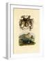 Octopus, 1833-39-null-Framed Giclee Print