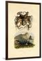Octopus, 1833-39-null-Framed Giclee Print