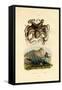 Octopus, 1833-39-null-Framed Stretched Canvas