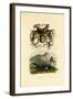 Octopus, 1833-39-null-Framed Giclee Print