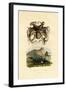 Octopus, 1833-39-null-Framed Giclee Print