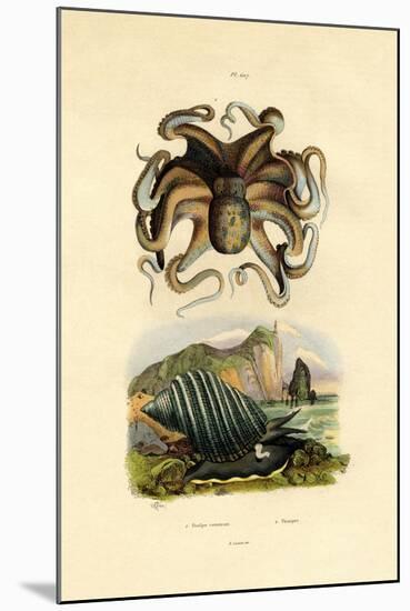 Octopus, 1833-39-null-Mounted Giclee Print