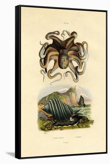 Octopus, 1833-39-null-Framed Stretched Canvas