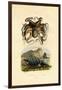 Octopus, 1833-39-null-Framed Premium Giclee Print