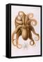 Octopus, 1885-J Erxleben-Framed Stretched Canvas