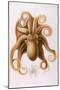 Octopus, 1885-J Erxleben-Mounted Art Print