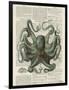 Octopus 1-Tina Carlson-Framed Art Print