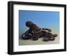 Octopus, 2016,-Peter Jones-Framed Giclee Print