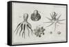 Octopus Anatomy, 18th Century-Middle Temple Library-Framed Stretched Canvas