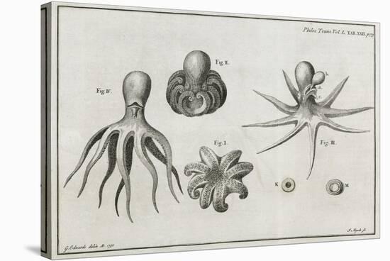 Octopus Anatomy, 18th Century-Middle Temple Library-Stretched Canvas