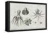 Octopus Anatomy, 18th Century-Middle Temple Library-Framed Stretched Canvas