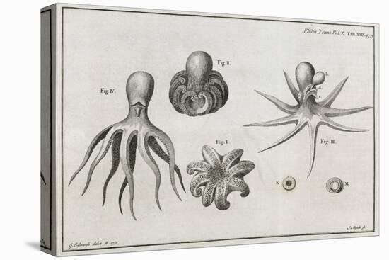 Octopus Anatomy, 18th Century-Middle Temple Library-Stretched Canvas