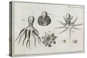 Octopus Anatomy, 18th Century-Middle Temple Library-Stretched Canvas