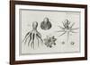 Octopus Anatomy, 18th Century-Middle Temple Library-Framed Photographic Print