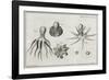 Octopus Anatomy, 18th Century-Middle Temple Library-Framed Photographic Print