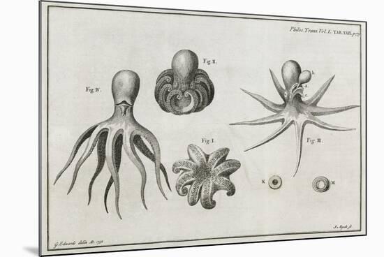Octopus Anatomy, 18th Century-Middle Temple Library-Mounted Photographic Print