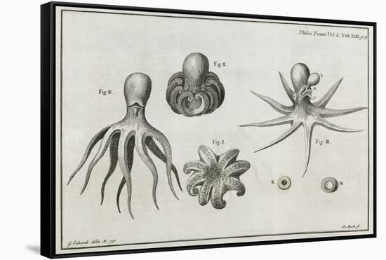 Octopus Anatomy, 18th Century-Middle Temple Library-Framed Stretched Canvas