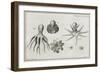 Octopus Anatomy, 18th Century-Middle Temple Library-Framed Photographic Print