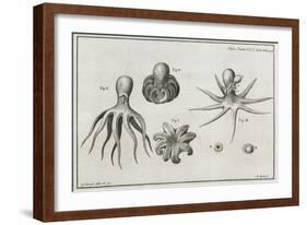 Octopus Anatomy, 18th Century-Middle Temple Library-Framed Photographic Print