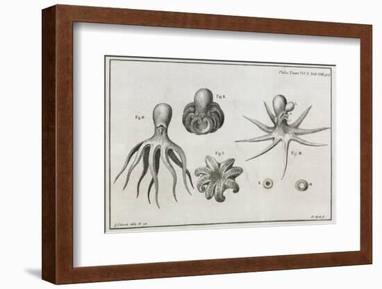 Octopus Anatomy, 18th Century-Middle Temple Library-Framed Photographic Print