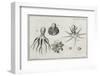 Octopus Anatomy, 18th Century-Middle Temple Library-Framed Photographic Print