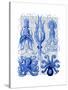 Octopus and Squid Blue-Fab Funky-Stretched Canvas