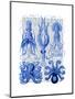 Octopus and Squid Blue-Fab Funky-Mounted Art Print