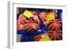Octopus at Tsukiji Fish Market, Tokyo, Honshu Island, Japan, Asia-Christian Kober-Framed Photographic Print
