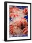 Octopus at Tsukiji Fish Market, Tokyo, Honshu Island, Japan, Asia-Christian Kober-Framed Photographic Print