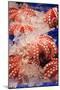 Octopus at Tsukiji Fish Market, Tokyo, Honshu Island, Japan, Asia-Christian Kober-Mounted Photographic Print