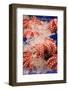 Octopus at Tsukiji Fish Market, Tokyo, Honshu Island, Japan, Asia-Christian Kober-Framed Photographic Print