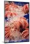 Octopus at Tsukiji Fish Market, Tokyo, Honshu Island, Japan, Asia-Christian Kober-Mounted Photographic Print