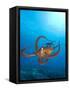 Octopus cyanea or Day Octopus-Stuart Westmorland-Framed Stretched Canvas
