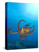 Octopus cyanea or Day Octopus-Stuart Westmorland-Stretched Canvas