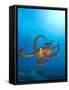 Octopus cyanea or Day Octopus-Stuart Westmorland-Framed Stretched Canvas