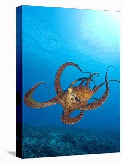 Octopus cyanea or Day Octopus-Stuart Westmorland-Stretched Canvas