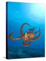 Octopus cyanea or Day Octopus-Stuart Westmorland-Stretched Canvas