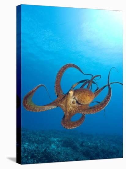 Octopus cyanea or Day Octopus-Stuart Westmorland-Stretched Canvas