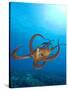 Octopus cyanea or Day Octopus-Stuart Westmorland-Stretched Canvas