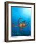 Octopus cyanea or Day Octopus-Stuart Westmorland-Framed Premium Photographic Print