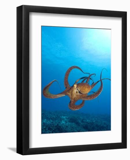 Octopus cyanea or Day Octopus-Stuart Westmorland-Framed Premium Photographic Print
