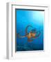 Octopus cyanea or Day Octopus-Stuart Westmorland-Framed Premium Photographic Print